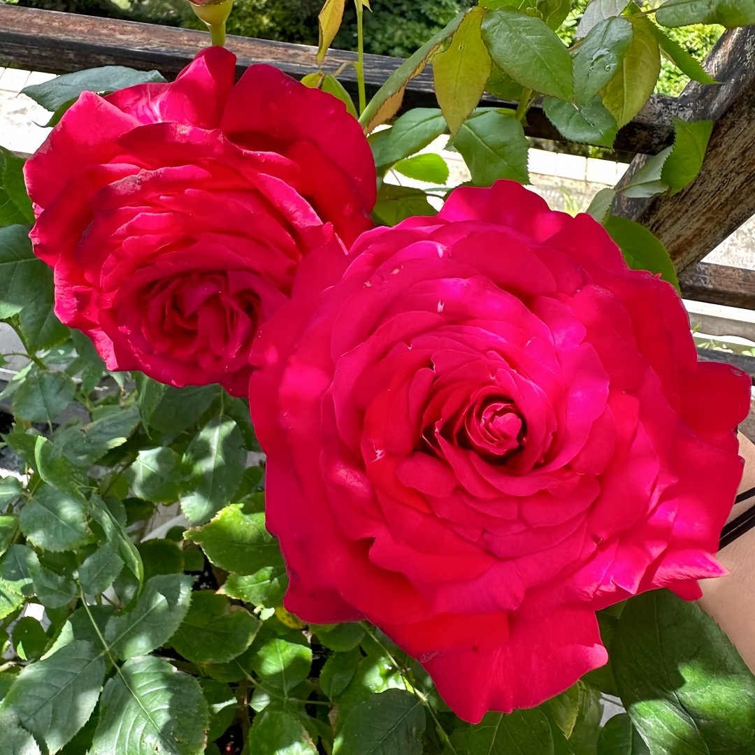 Janice kellogg Rose Plant|詹尼斯·凯洛格 image 7
