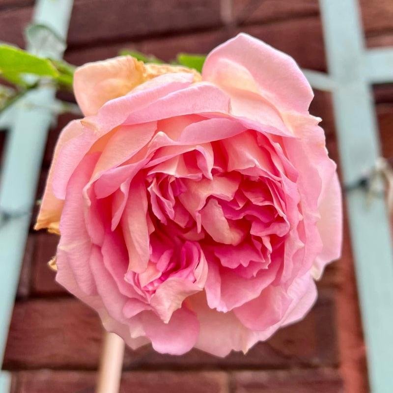 Janet Rose Plant｜珍妮特 image 0