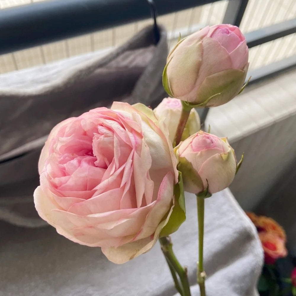 Bridal Piano Rose Plant|新娘钢琴 image 4