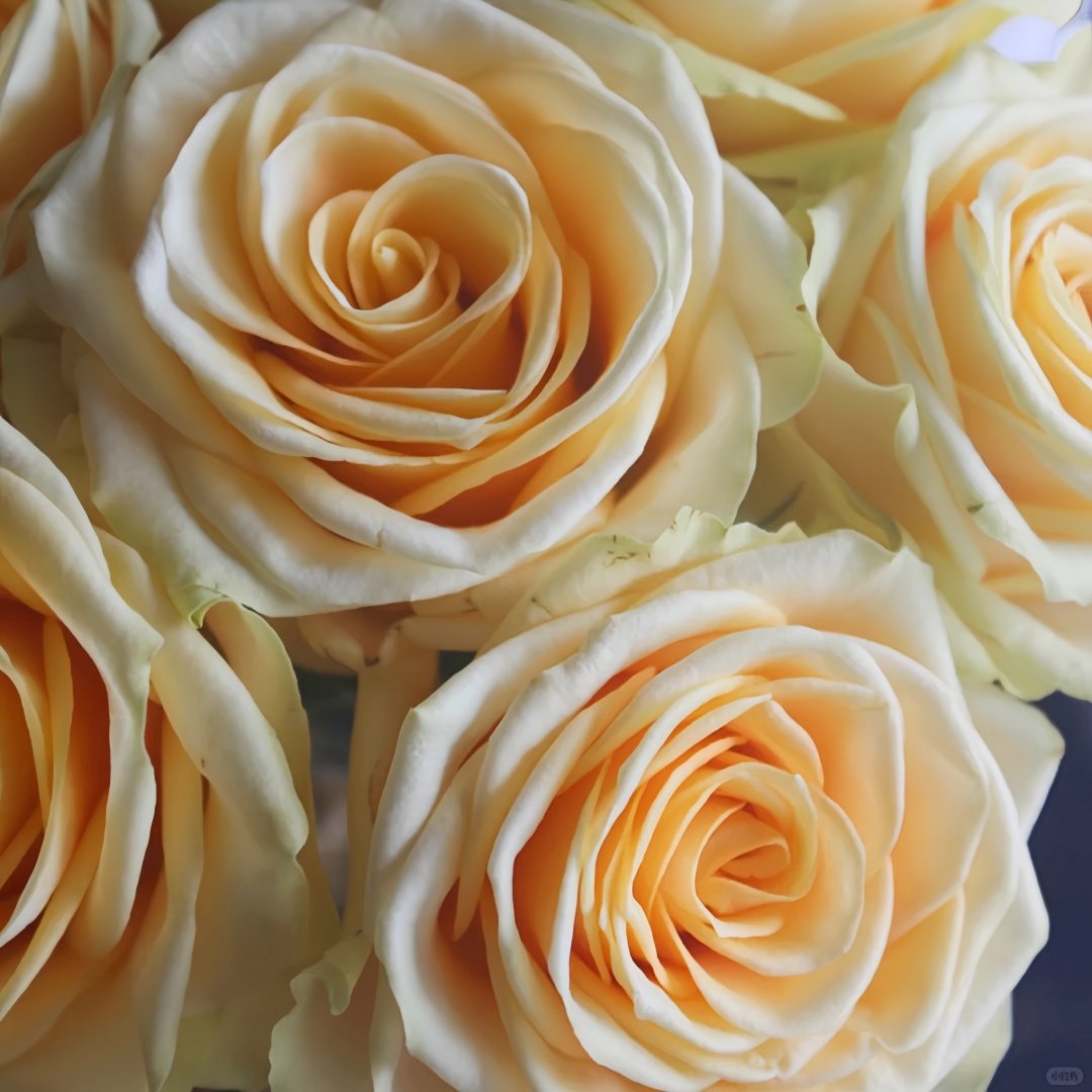 Lemonade Rose Plant|莱蒙乃迪 image 2