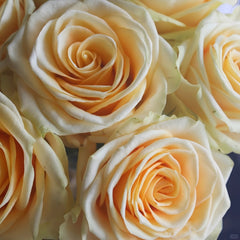 Lemonade Rose Plant|莱蒙乃迪 image 2