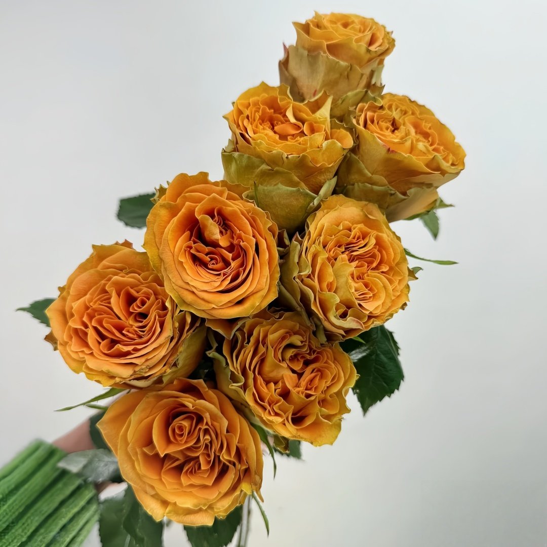 Copper Kiss Rose Plant|铜吻 image 8