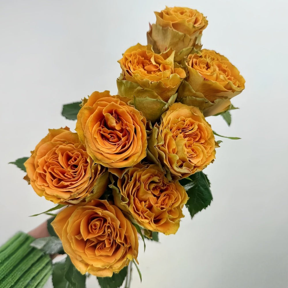 Copper Kiss Rose Plant|铜吻 image 8