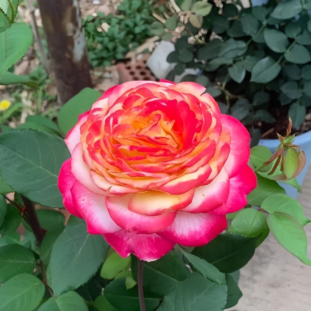 Pop Star Rose Plant|流行歌星 image 9