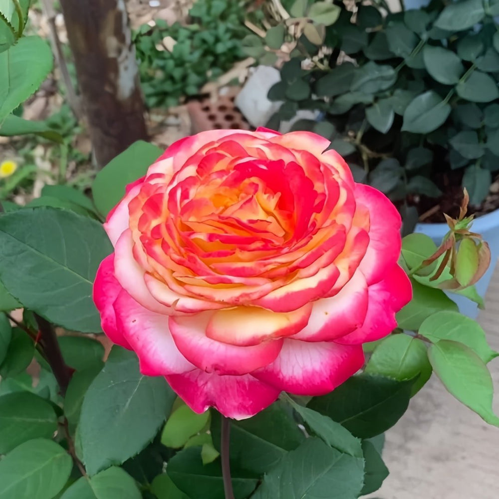 Pop Star Rose Plant|流行歌星 image 9