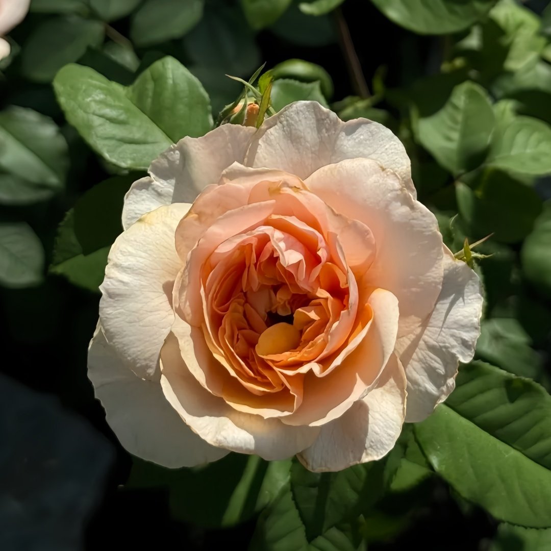 Versigny Rose Plant|维尔西尼 image 6