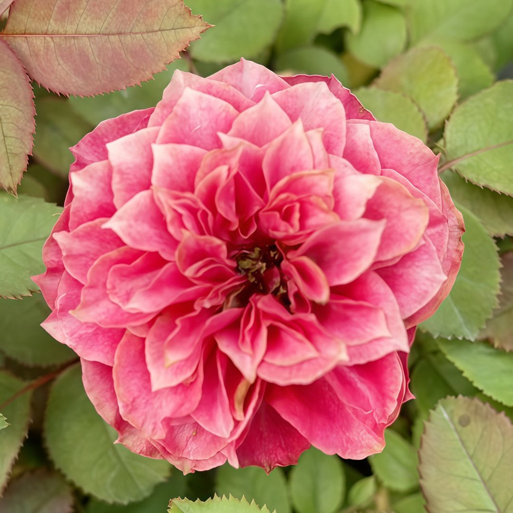 Magic Vuvuzela Rose Plant｜魔法珊瑚心 image 5
