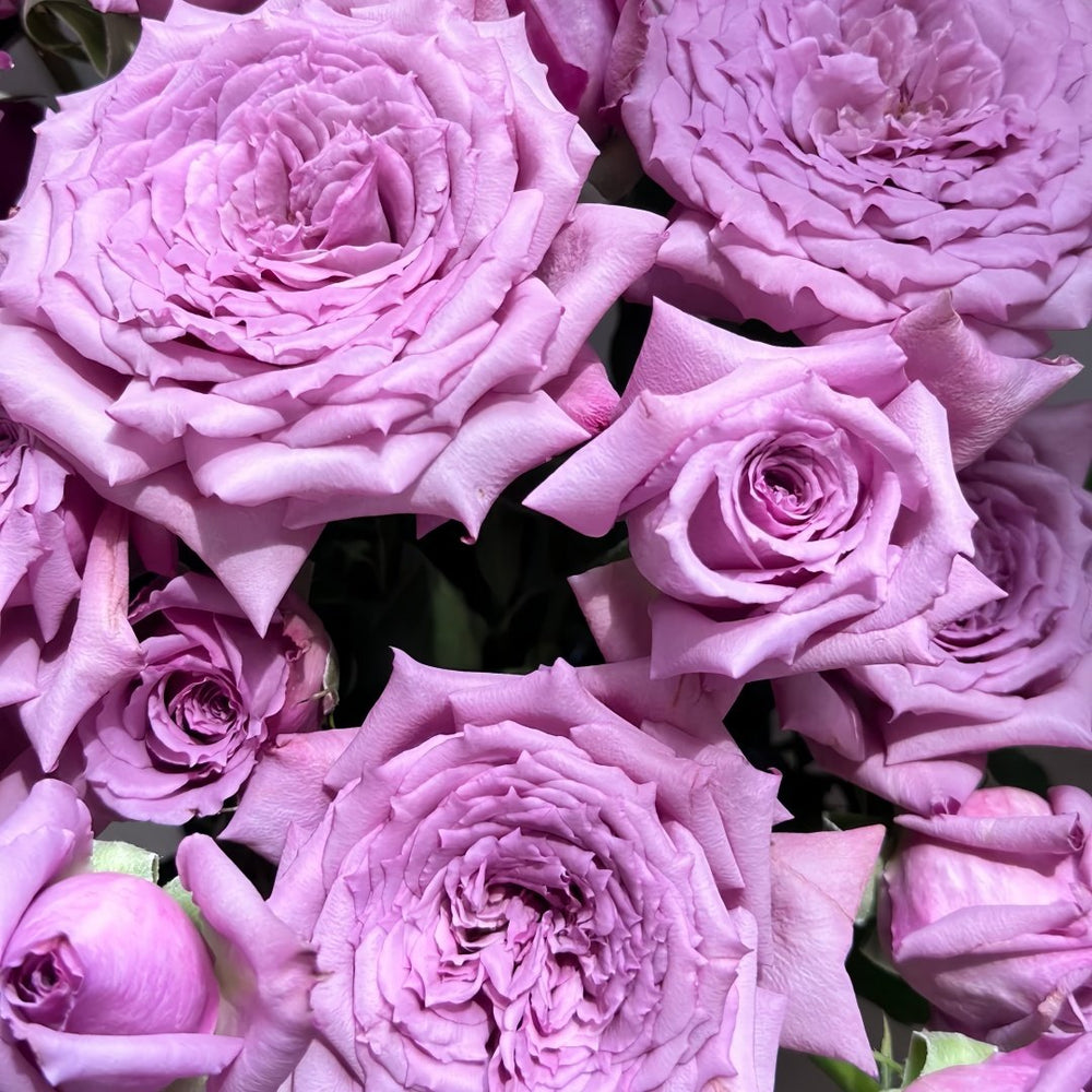 Windy Night Rose Plant|风之夜 image 6