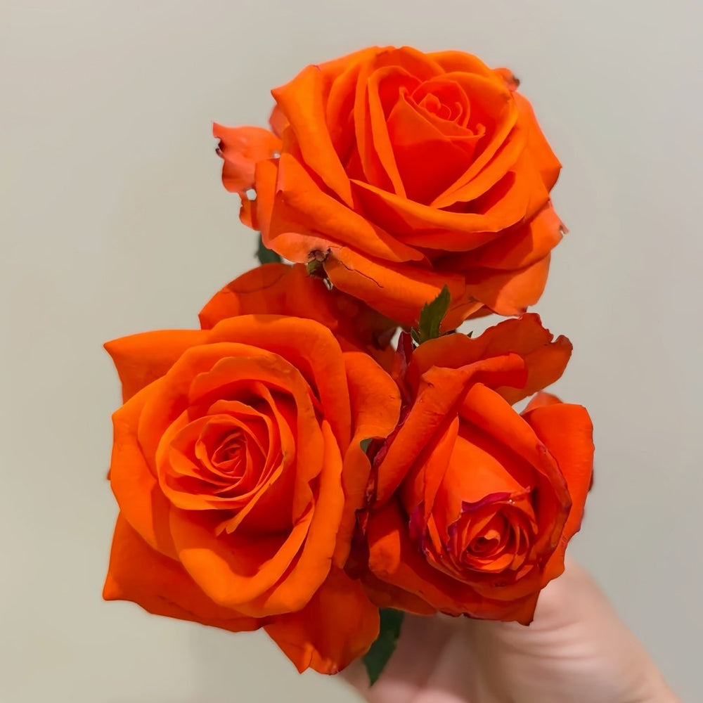 Dragon Tale Rose Plant|龙的故事 image 7
