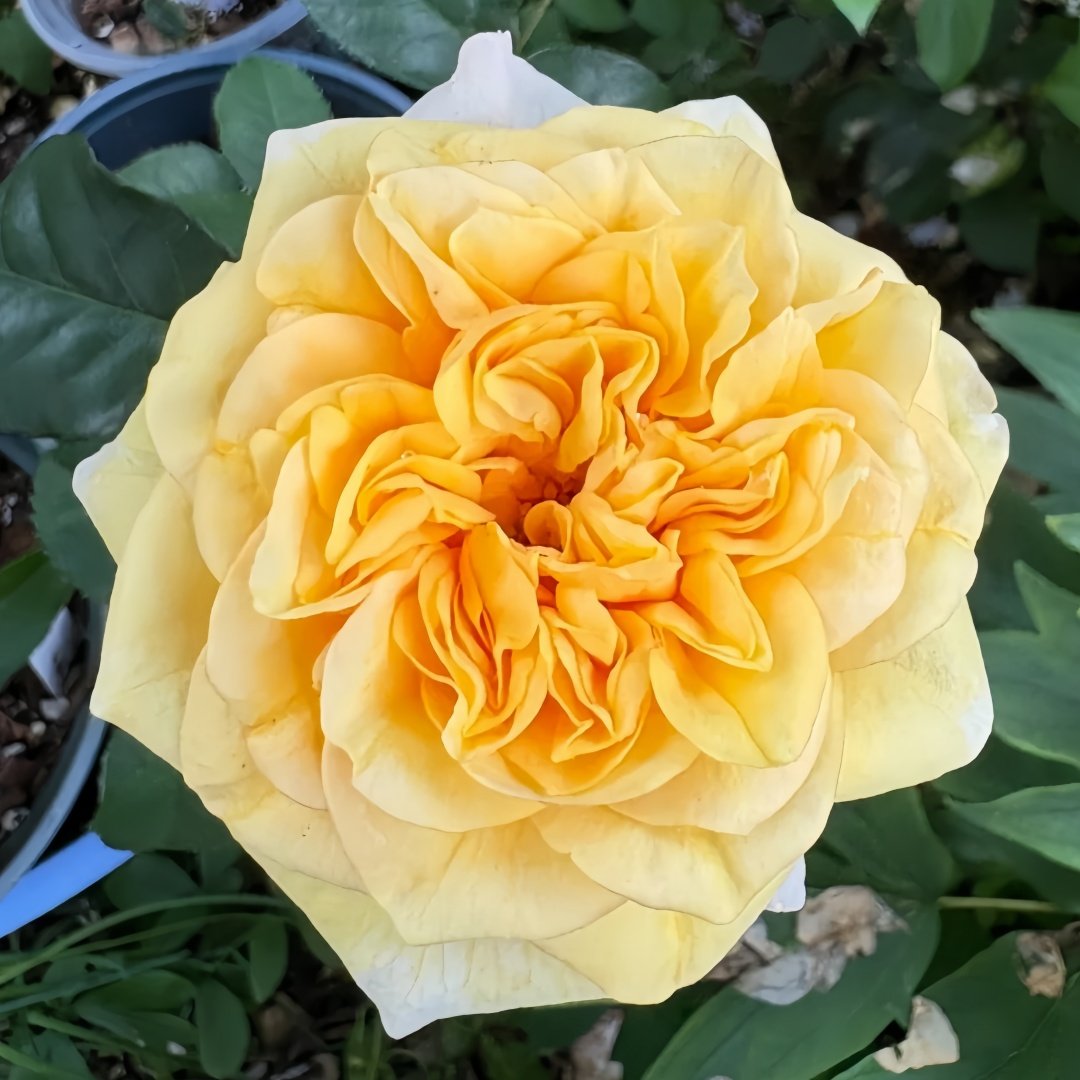 King's Cross Rose Plant｜国王十字架 image 5