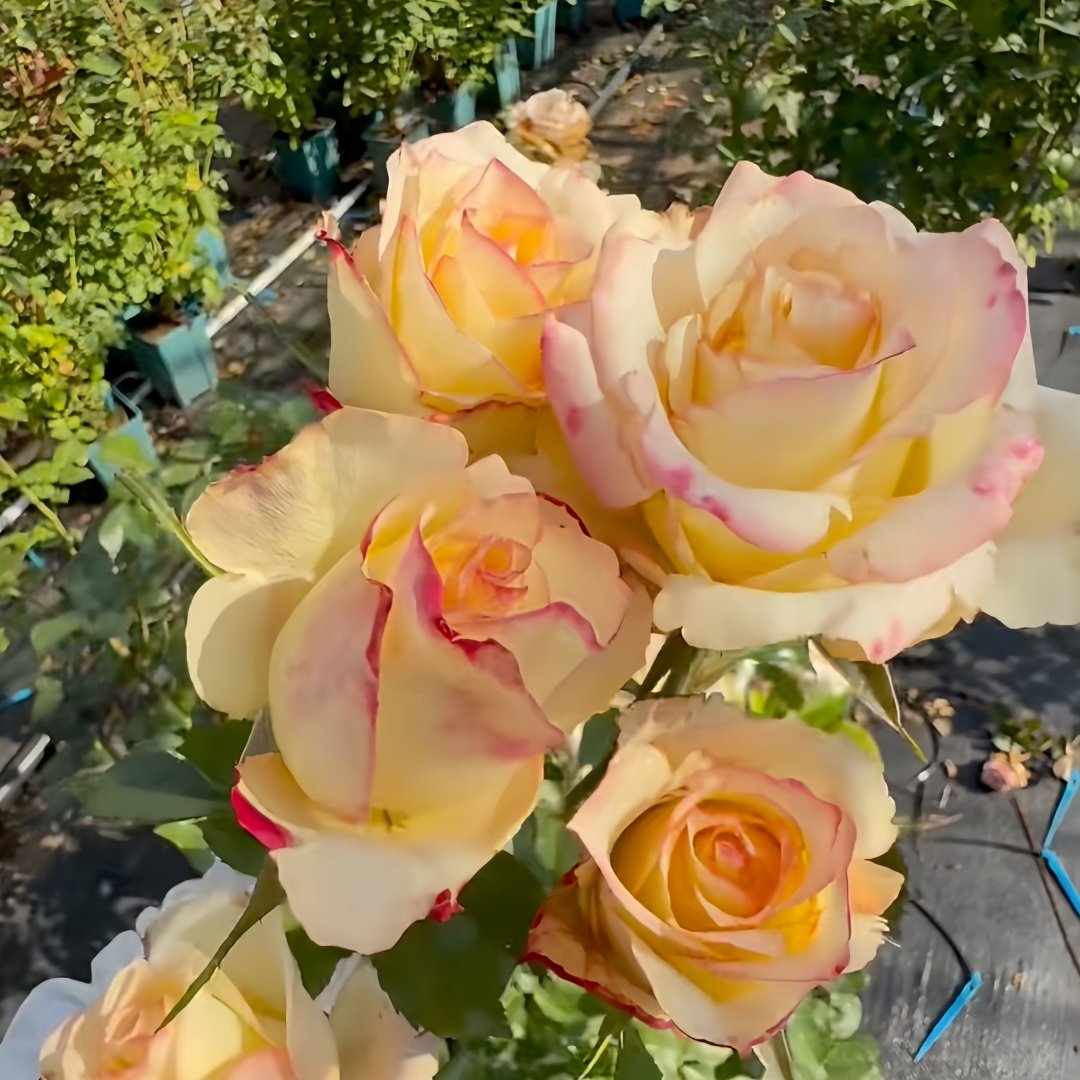 Tormenta Rose Plant｜托尔门塔 image 6