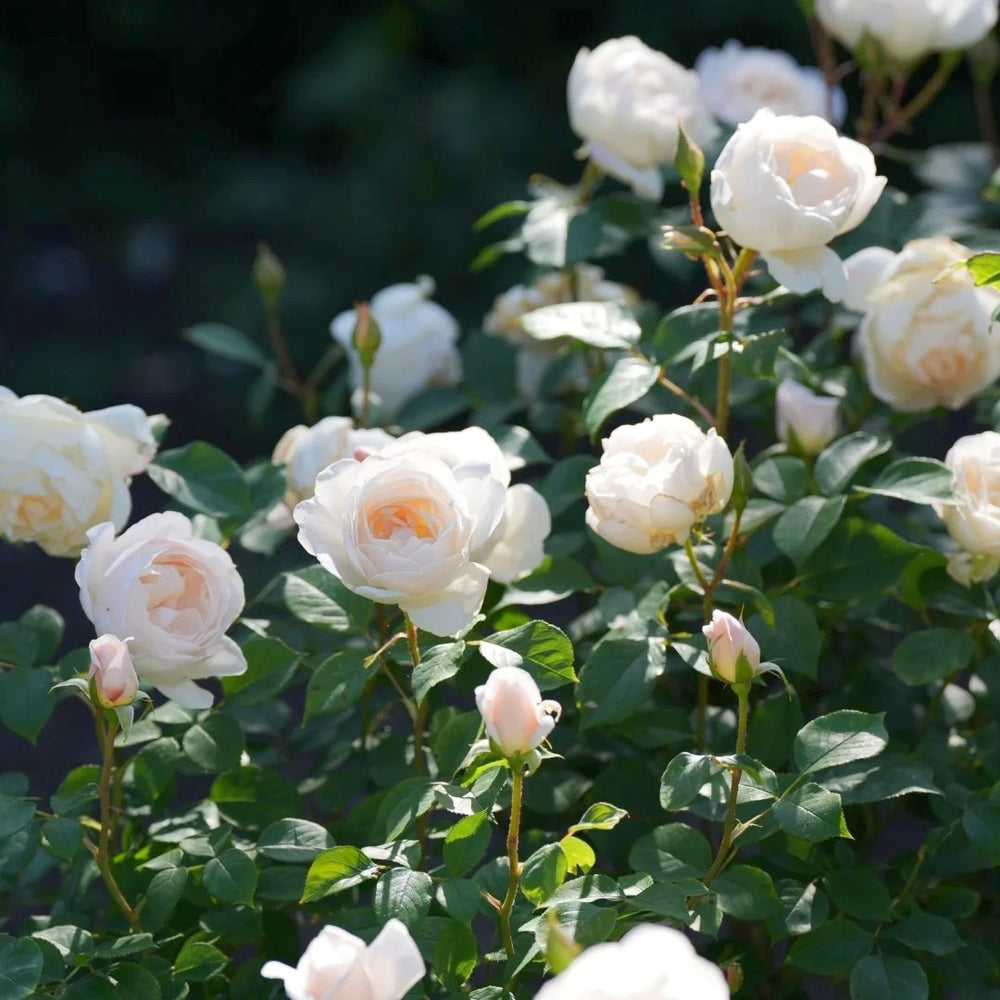 Claire Austin Rose Plant|克莱尔奥斯汀 image 10