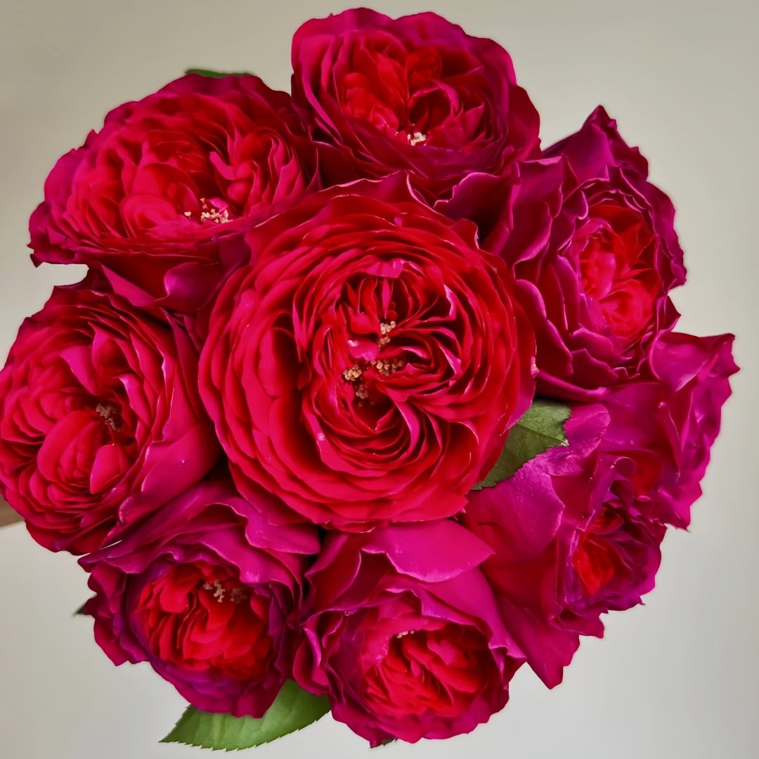 Darcey Rose Plant | 达西 image 9
