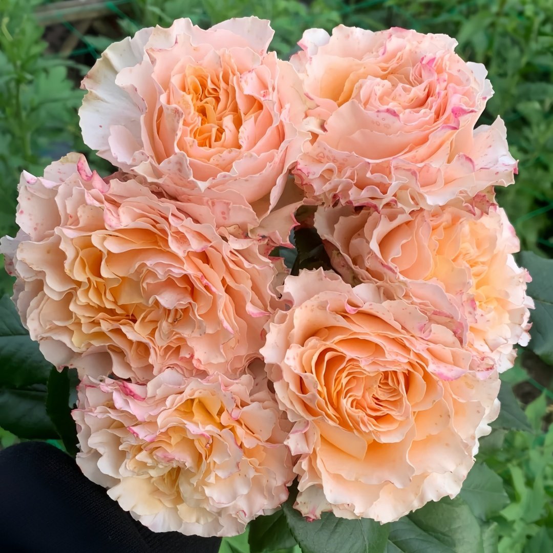 La Campanella Rose Plant｜橙色舞裙 image 4