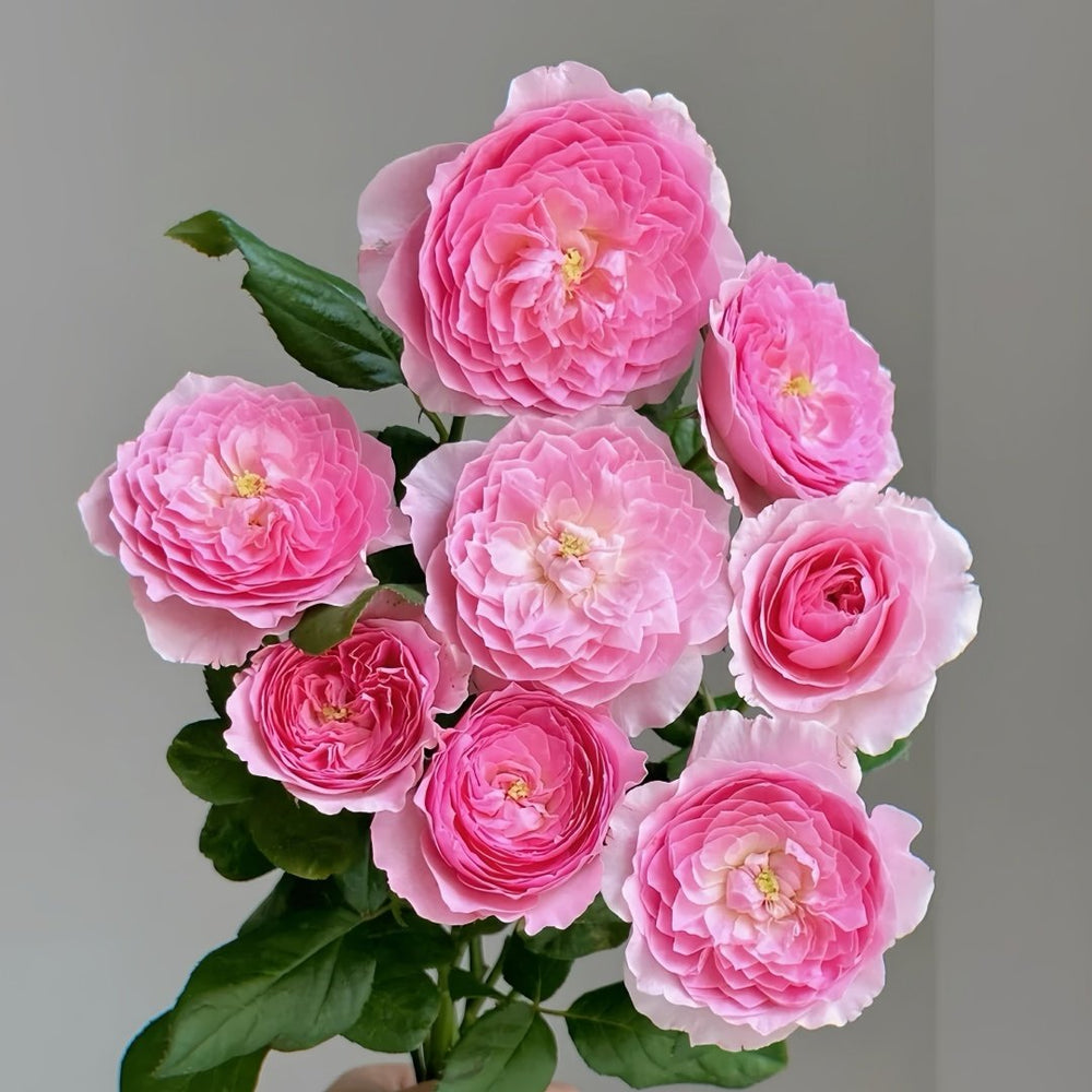 Wan Shan Rose Plant｜纨扇 image 5