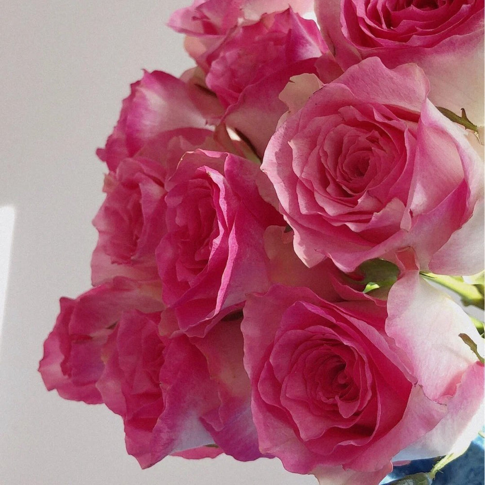 Malibu Rose Plant | 马里布 image 1