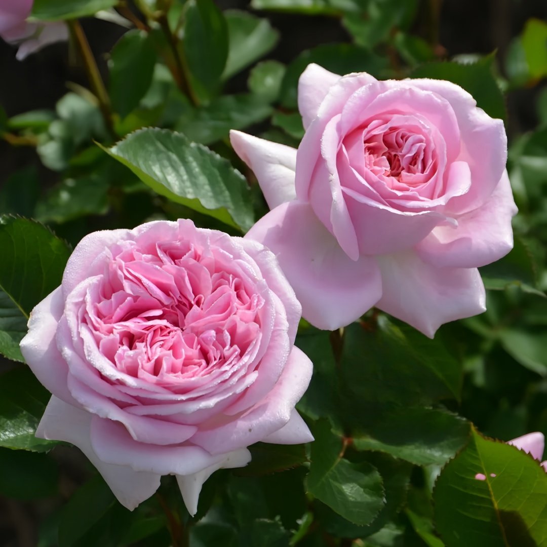 Mary Lennox Rose Plant ｜玛利伦 image 2