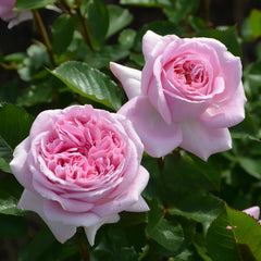 Mary Lennox Rose Plant ｜玛利伦 image 2