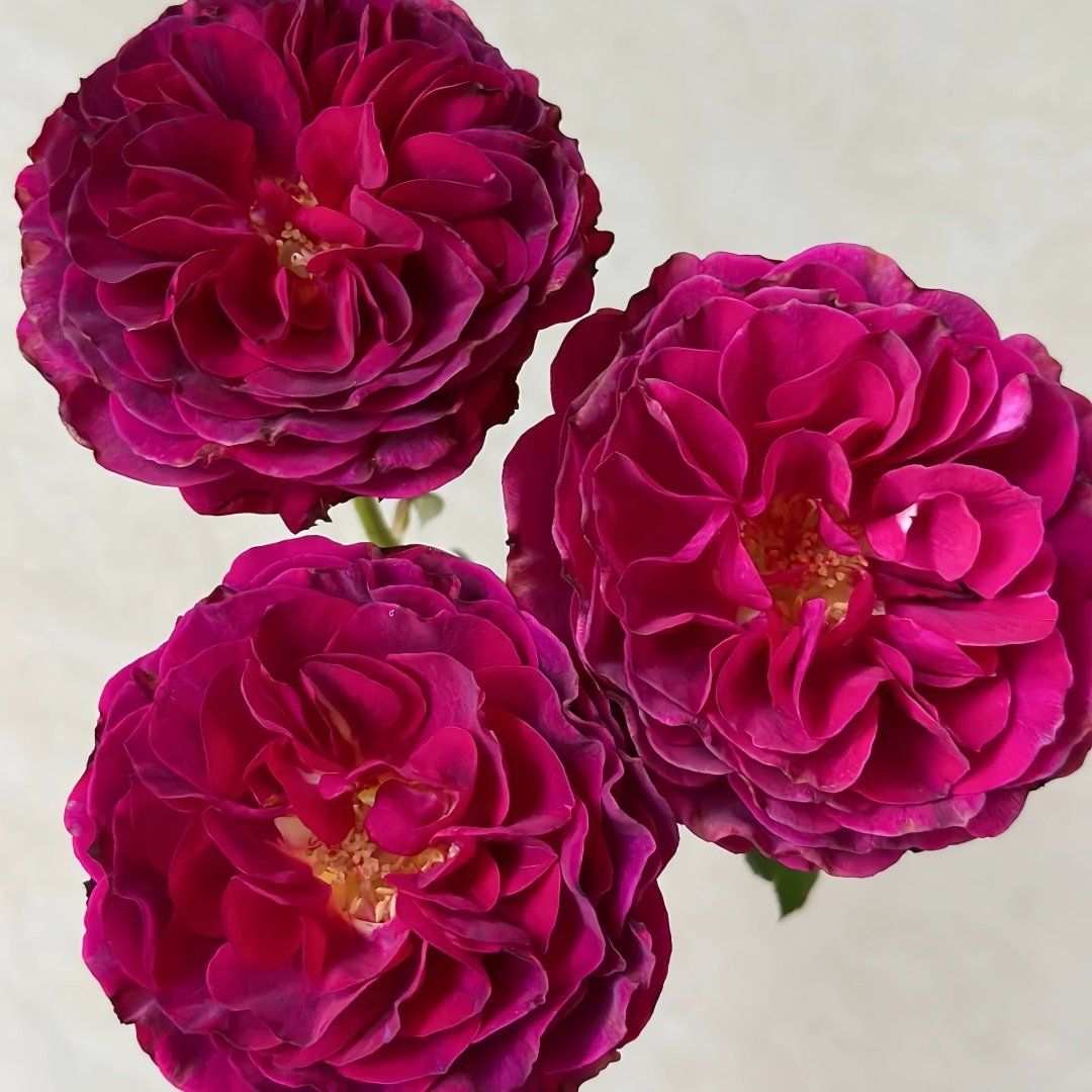 Hiraku Rose Plant｜蓝莓戒指 image 1