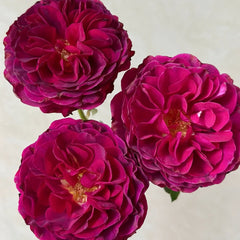 Hiraku Rose Plant｜蓝莓戒指 image 1