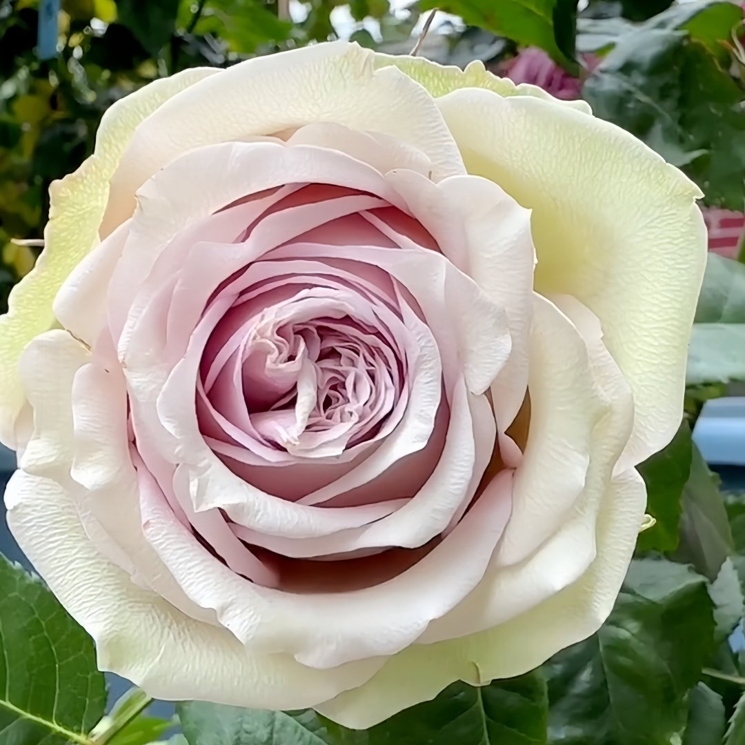 Retro Love Rose Plant|古典爱情 image 0