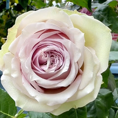 Retro Love Rose Plant|古典爱情 image 0