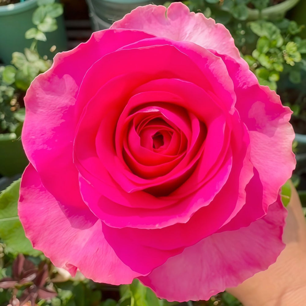Hotspot Rose Plant｜热点 image 2