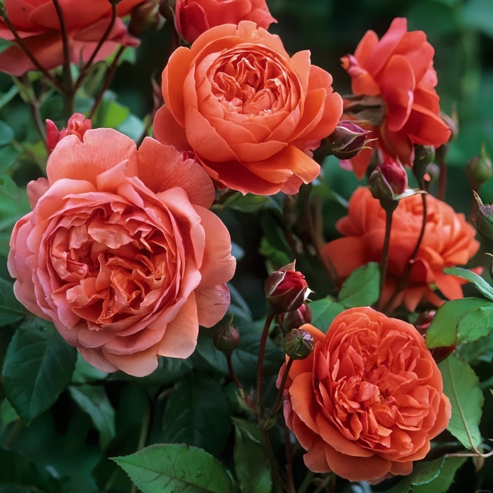 Summer Song Rose Plant｜颂夏 image 7