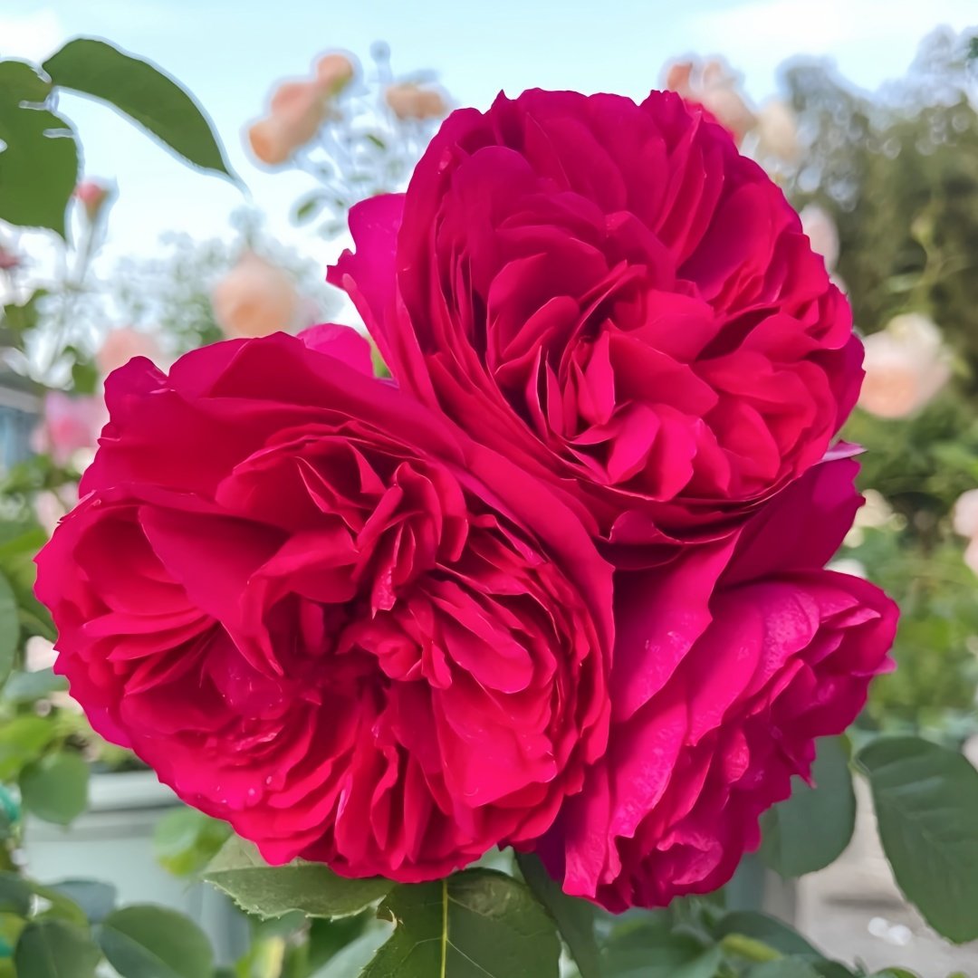 Cixuan Rose Plant|慈萱 image 8
