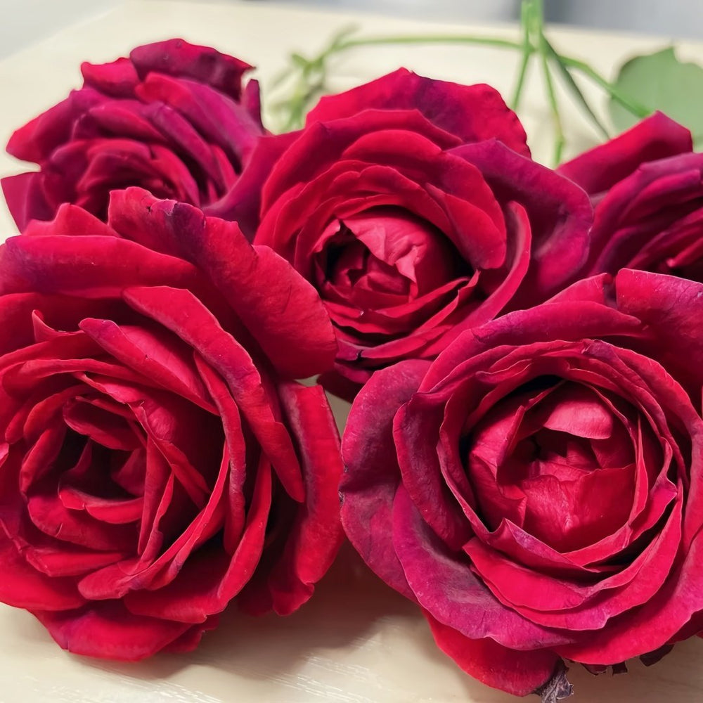 Papa Meilland Rose Plant｜玫昂爸爸 image 5