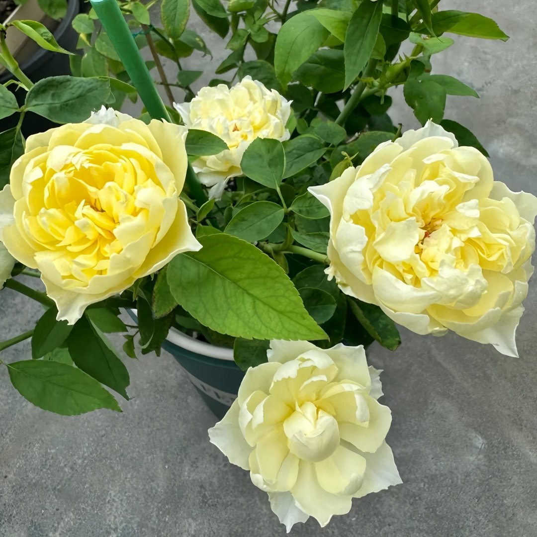 Misty Moonlight Rose Plant｜朦胧月色 image 9