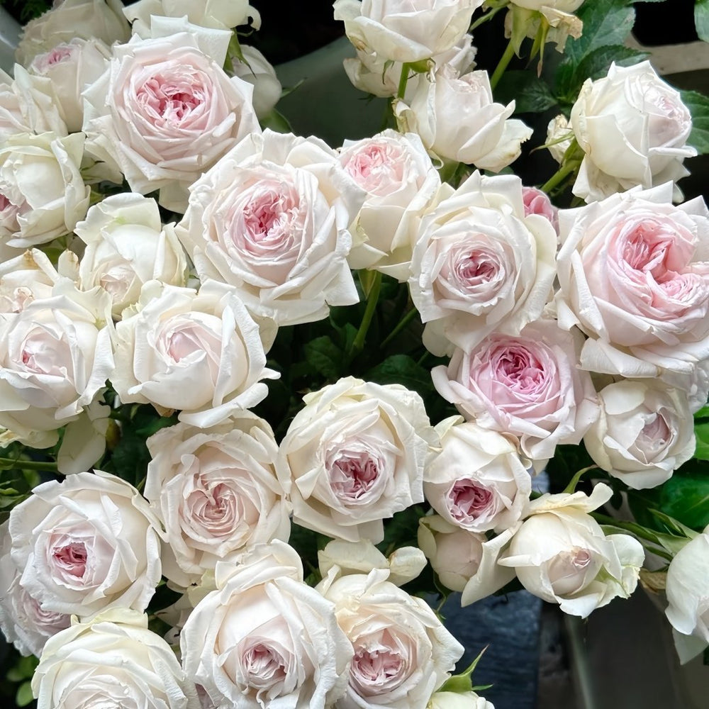 Special Bride Rose Plant｜特别新娘 image 7