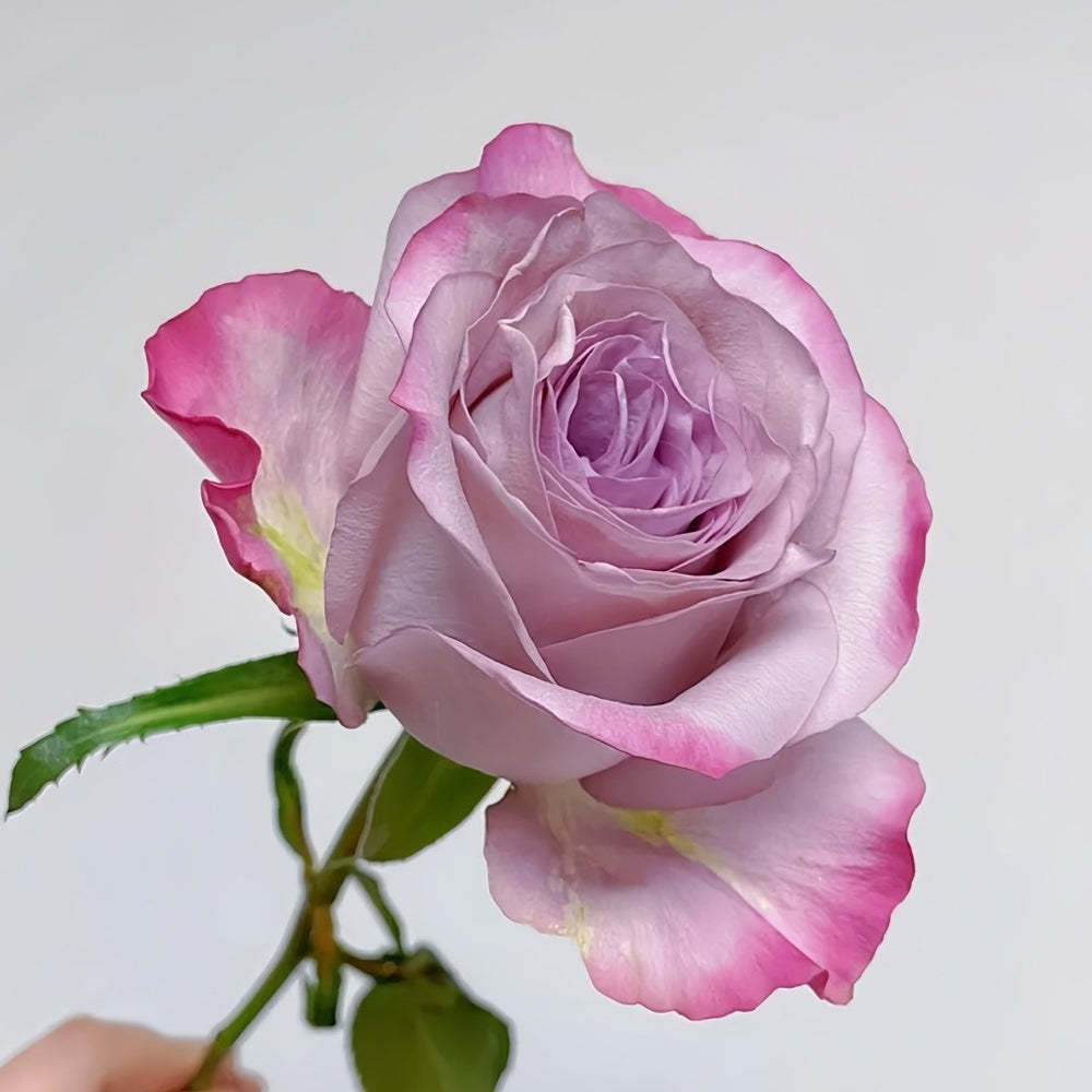 Glamorous Rose Plant ｜气场玫瑰 image 1