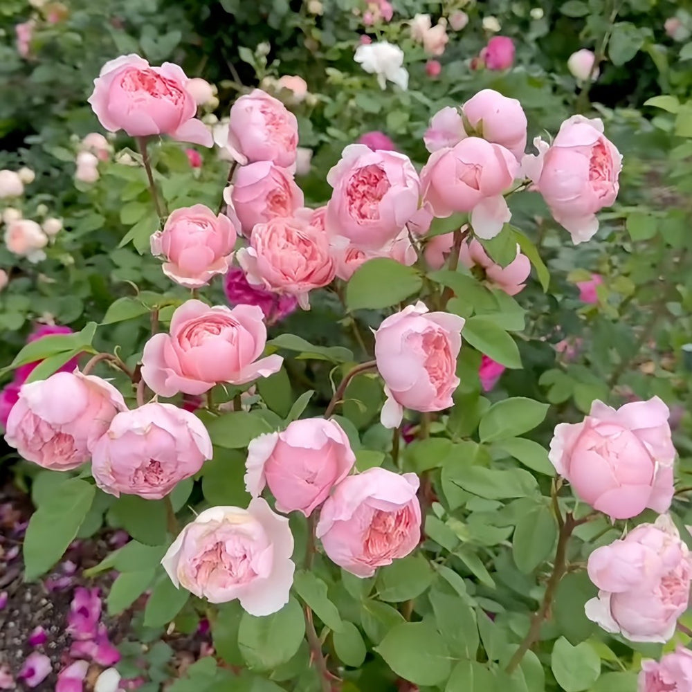 The Alnwick Rose Plant｜安妮克城堡 image 7