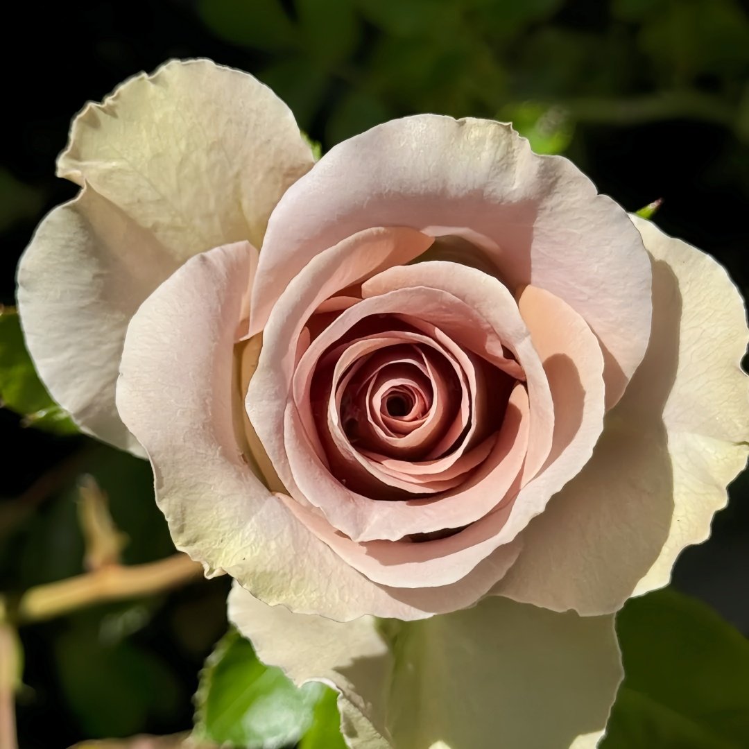 Amnesia Rose Plant|失忆 image 5