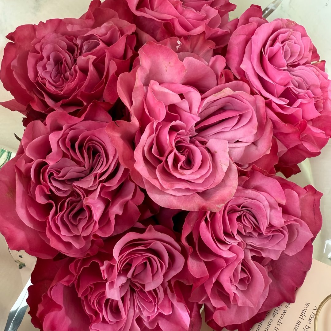 Country Blues Rose Plant|乡村蓝调 image 3