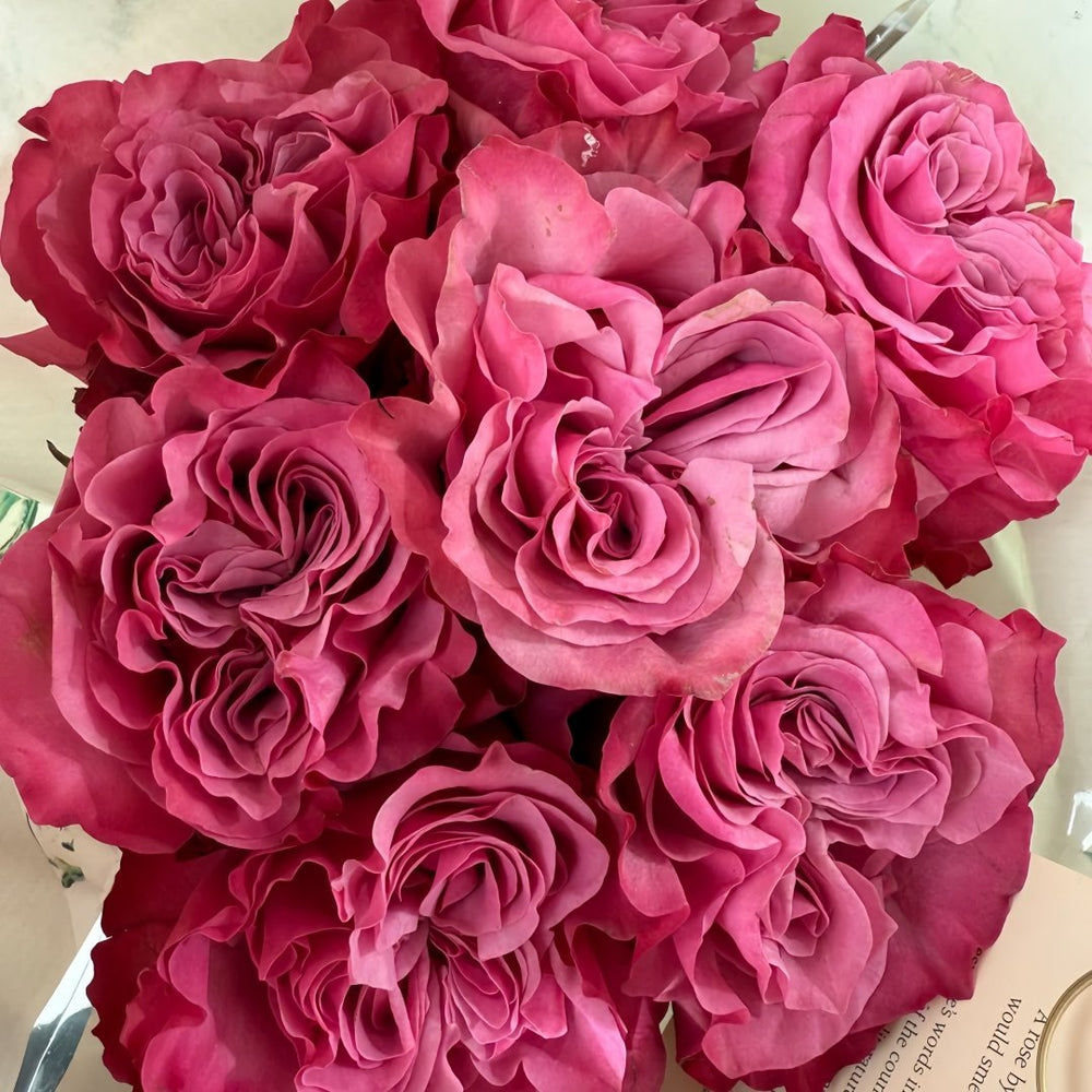 Country Blues Rose Plant|乡村蓝调 image 3