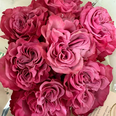 Country Blues Rose Plant|乡村蓝调 image 3