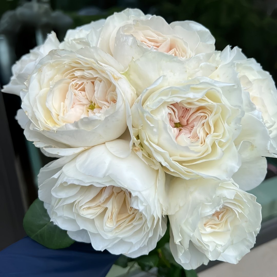 White Cloud Rose Plant｜白色云端 image 4