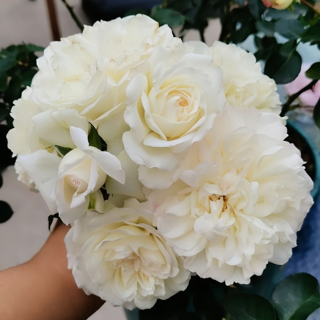 White Meidiland Rose Plant｜白米农 image 5