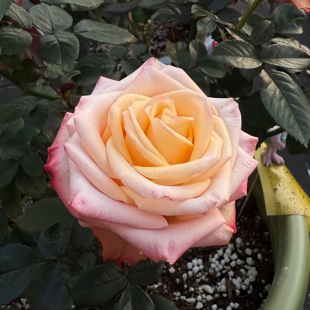 Lovely Heart Rose Plant｜心肝宝贝 image 6