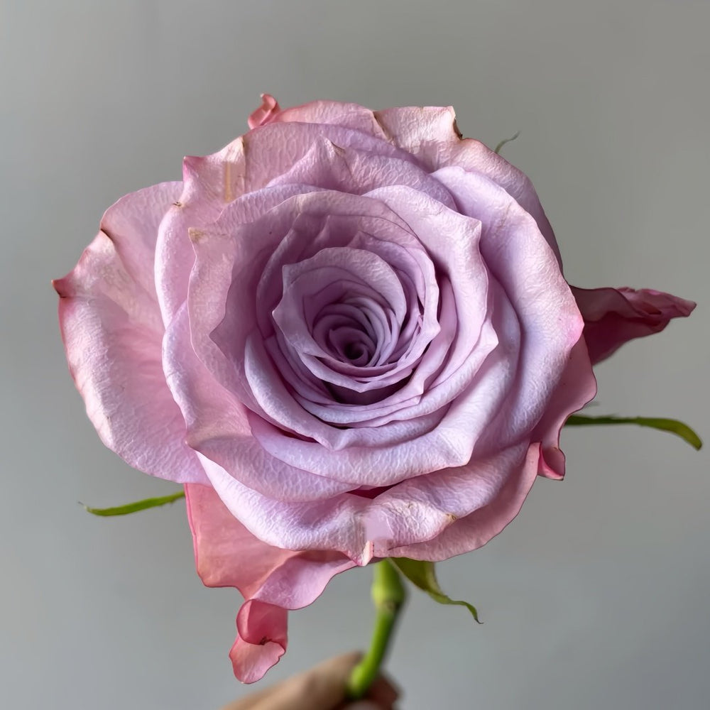Moon Dust Rose Plant|月光之尘 image 4