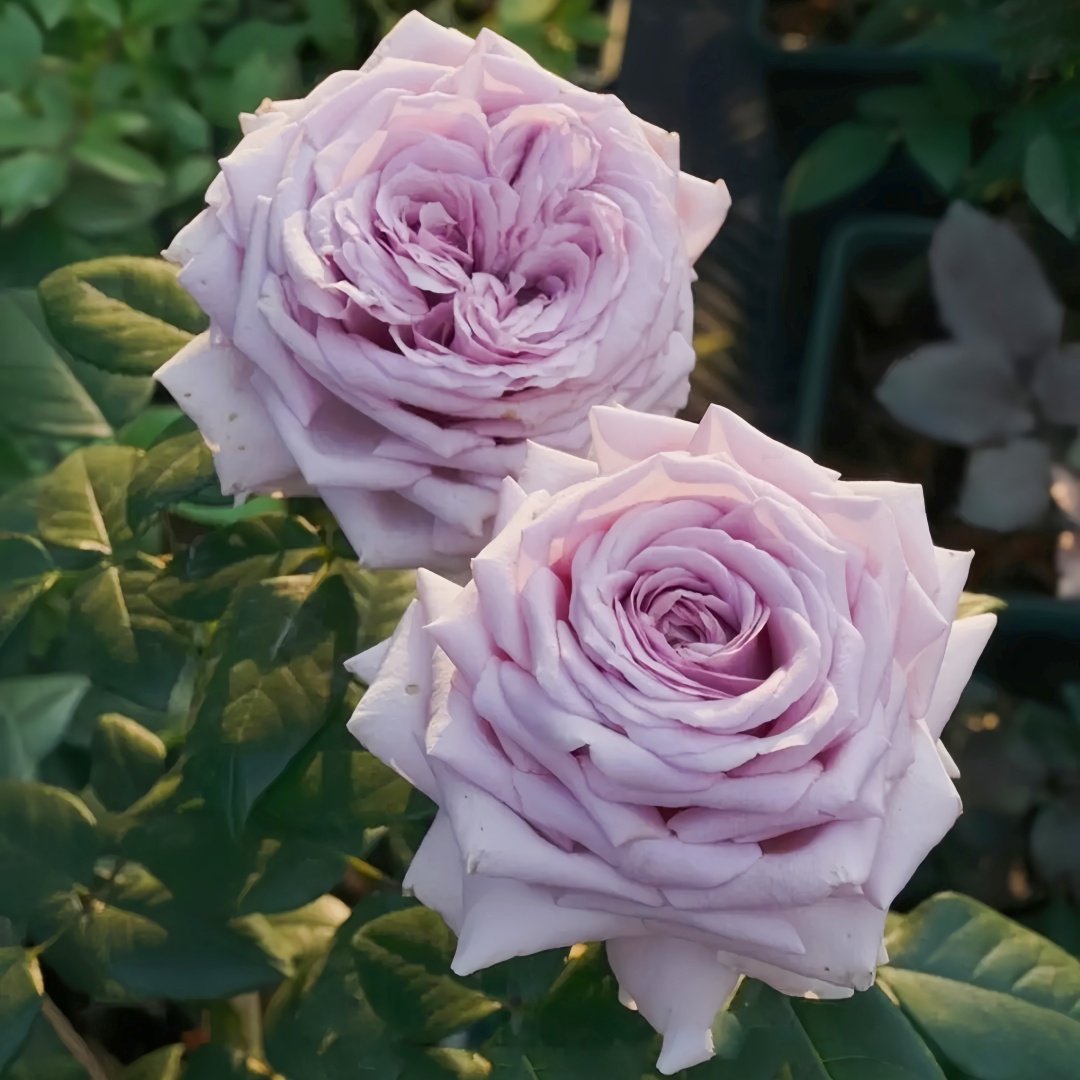 The Pride Rose Plant|尼普荣耀 image 5