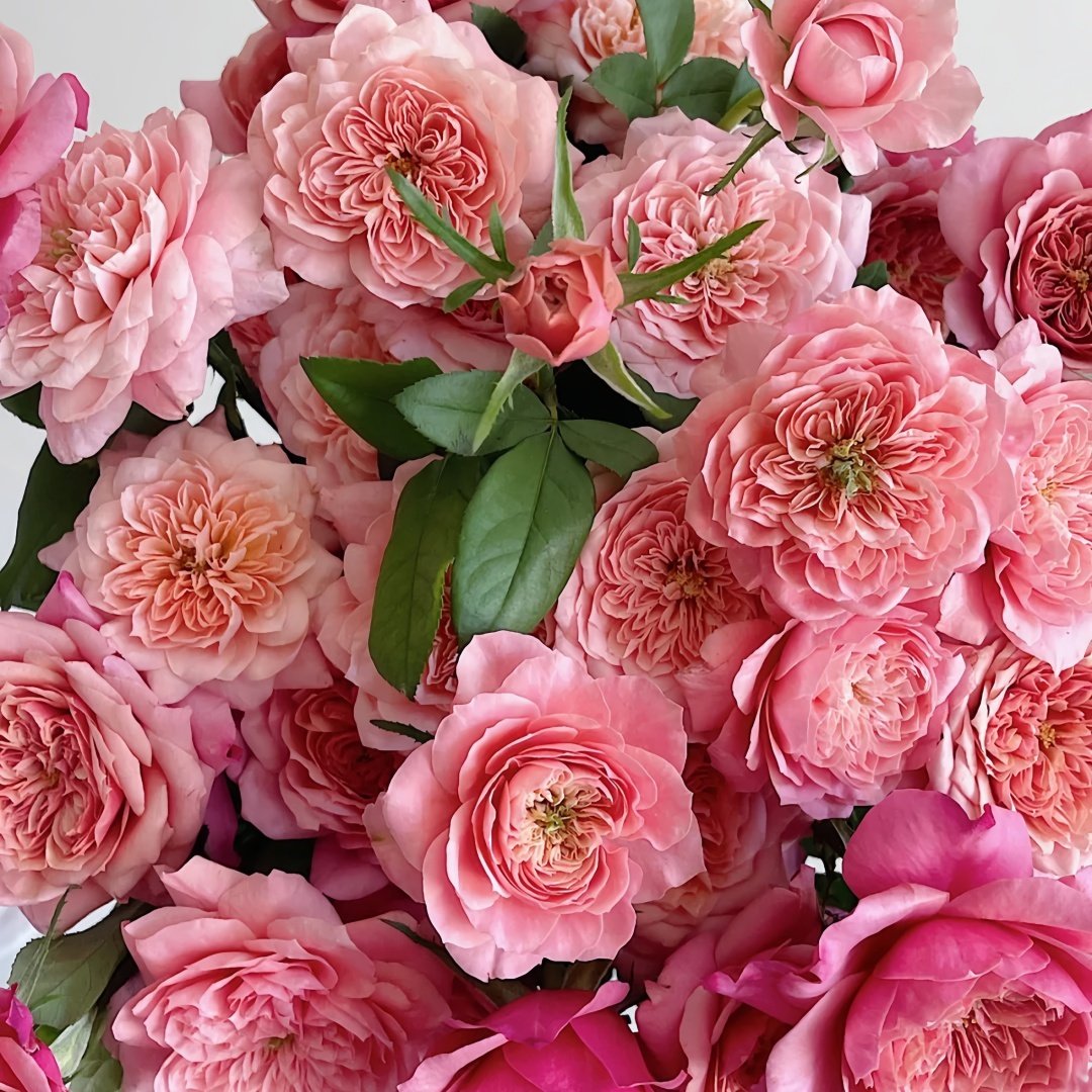 Miyabi Rose Plant｜雅致玫瑰 image 7