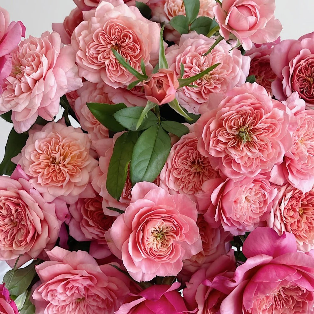Miyabi Rose Plant｜雅致玫瑰 image 7