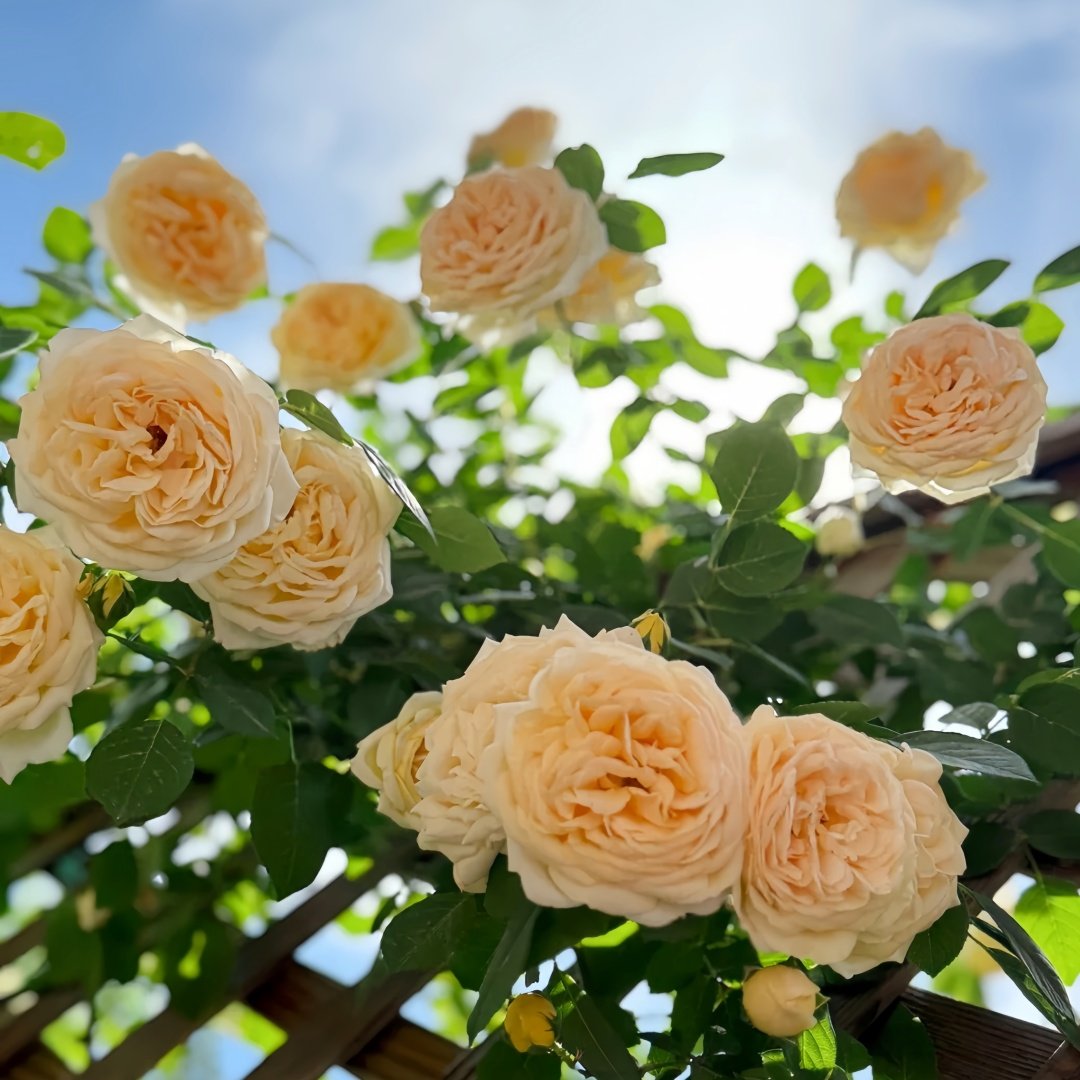 Teasing Georgia Rose Plant|欢笑格鲁吉亚 image 4
