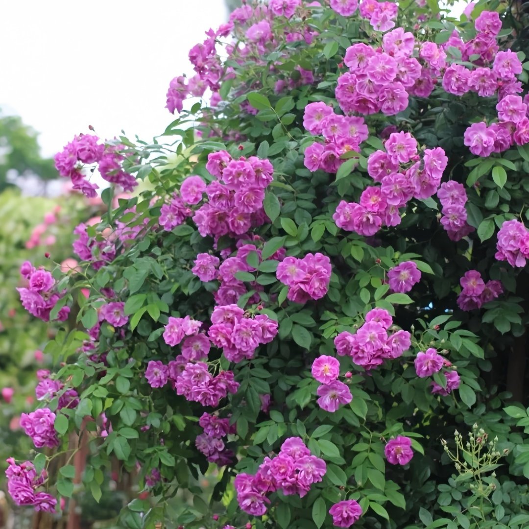 Purple Skyliner Rose Plant｜紫色客机 image 6