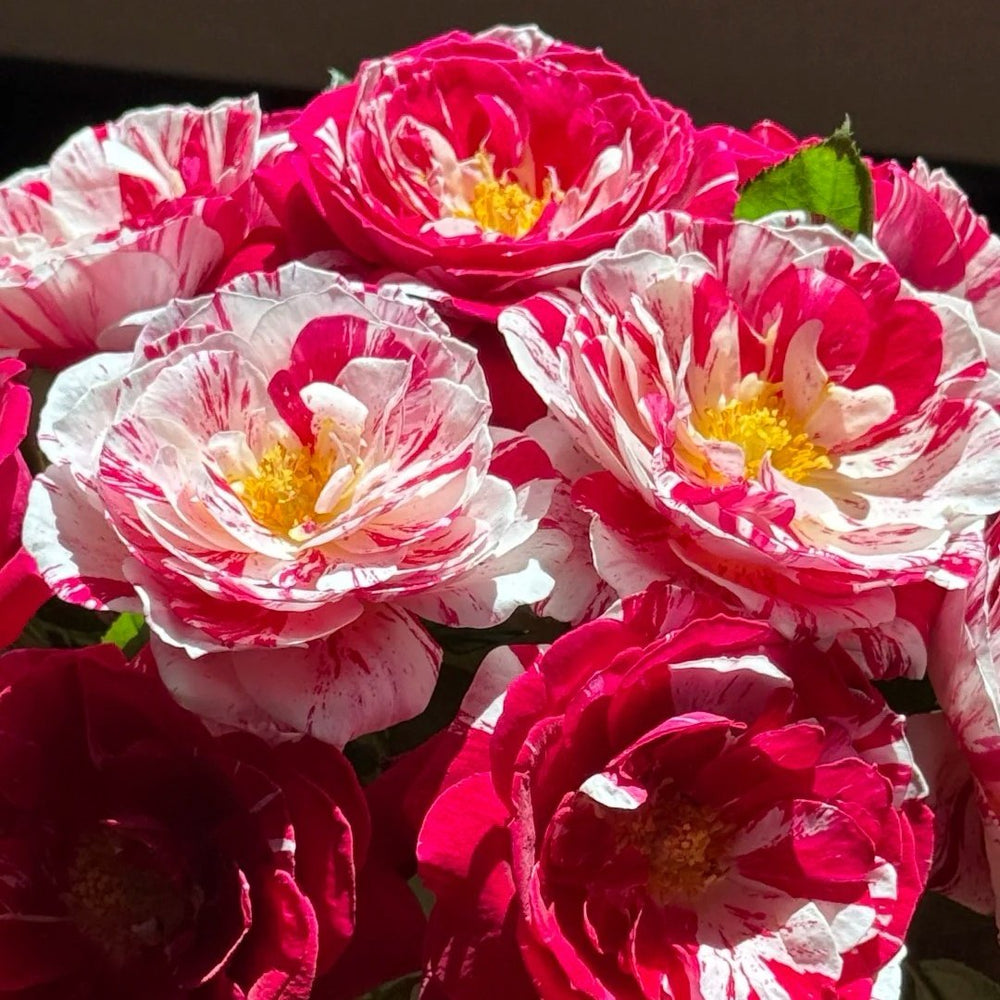 Scentimental Rose Plant | 说愁 image 2