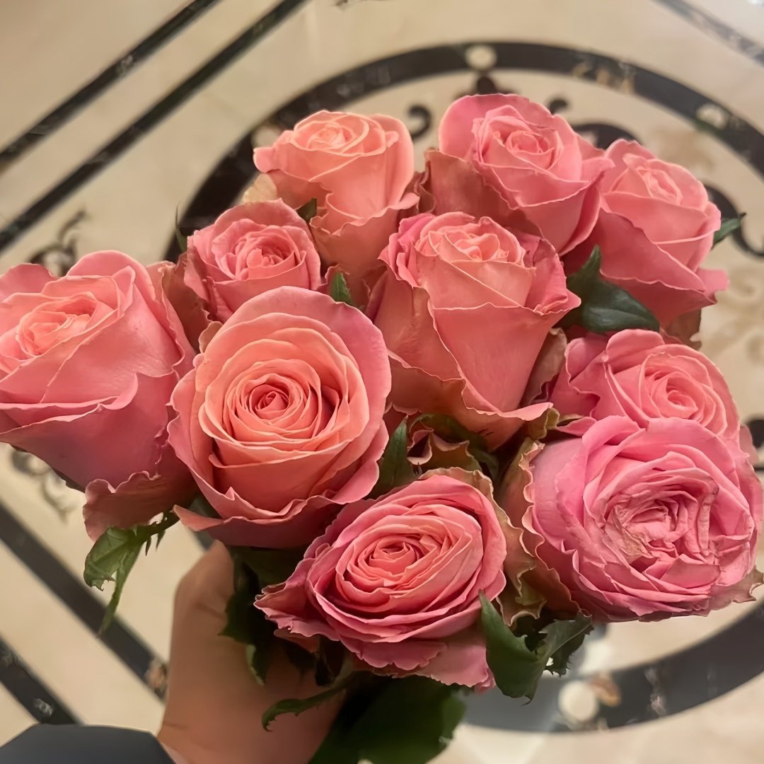 Hemosa Rose Plant|赫莫萨 image 7