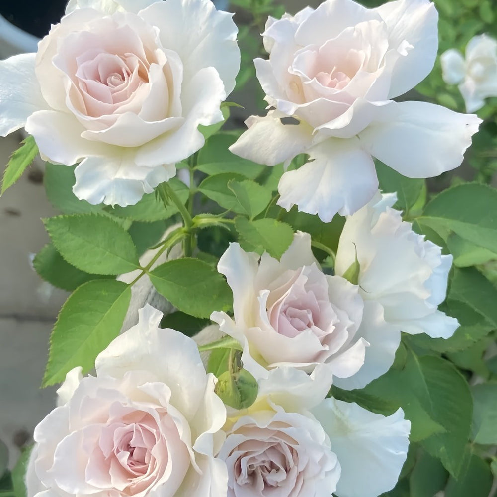 Saphiret Rose Plant | 莎菲天使 image 5